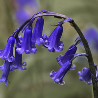 Buy canvas prints of English Common Bluebell Hyacinthoides non-scripta by Martyn Arnold