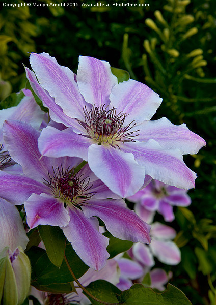  Clematis Flower Picture Board by Martyn Arnold