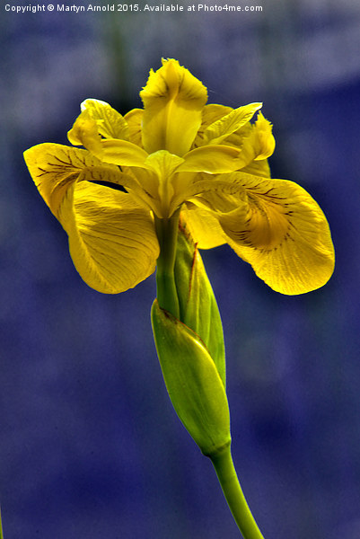  Yellow Iris Flower Picture Board by Martyn Arnold