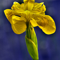Buy canvas prints of  Yellow Iris Flower by Martyn Arnold