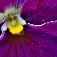 Buy canvas prints of  Pollen Loaded Pansy by Martyn Arnold