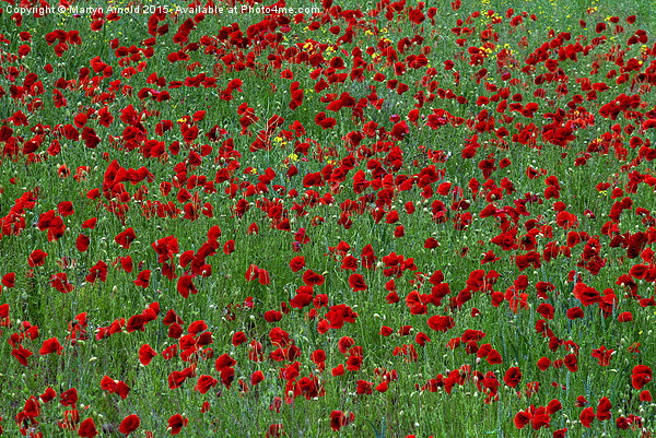  Poppies Picture Board by Martyn Arnold