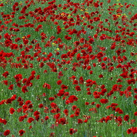 Buy canvas prints of  Poppies by Martyn Arnold