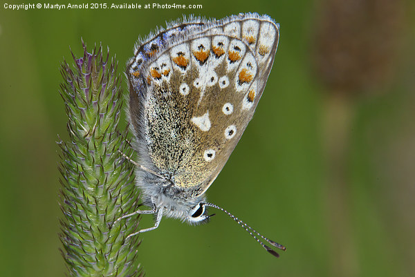  Common Blue Butterfly (Polyommatus icarus) Picture Board by Martyn Arnold