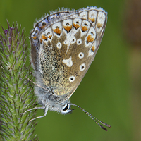 Buy canvas prints of  Common Blue Butterfly (Polyommatus icarus) by Martyn Arnold