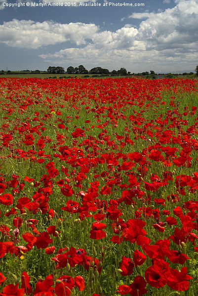 The Poppy field Picture Board by Martyn Arnold
