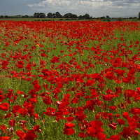 Buy canvas prints of  The Poppy field by Martyn Arnold