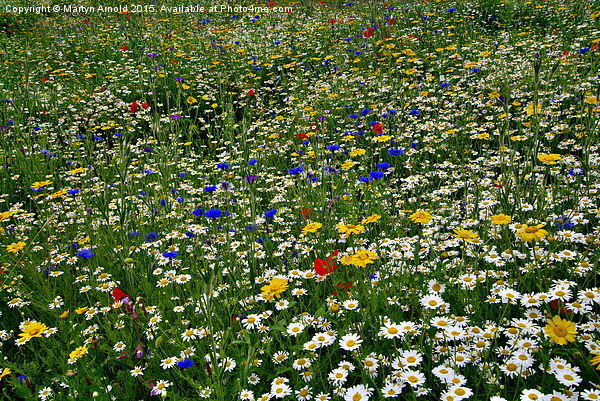  Wildflower Meadow Picture Board by Martyn Arnold