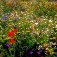 Buy canvas prints of  Dreamy Wildflowers by Martyn Arnold