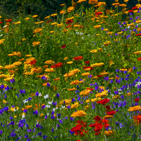 Buy canvas prints of  Summer  Flower Border by Martyn Arnold