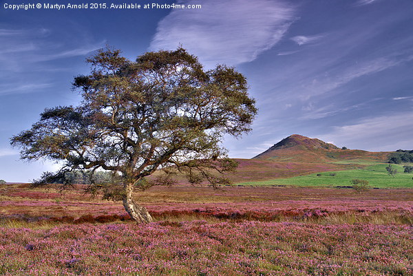  Heather on the Yorkshire Moors Picture Board by Martyn Arnold