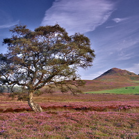 Buy canvas prints of  Heather on the Yorkshire Moors by Martyn Arnold