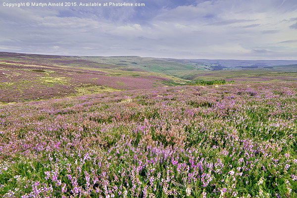  Heather Moorland - Weardale, North Pennines Picture Board by Martyn Arnold