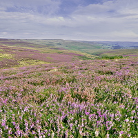 Buy canvas prints of  Heather Moorland - Weardale, North Pennines by Martyn Arnold