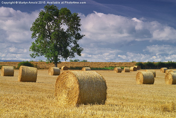 Haybales at Harvest Time Picture Board by Martyn Arnold