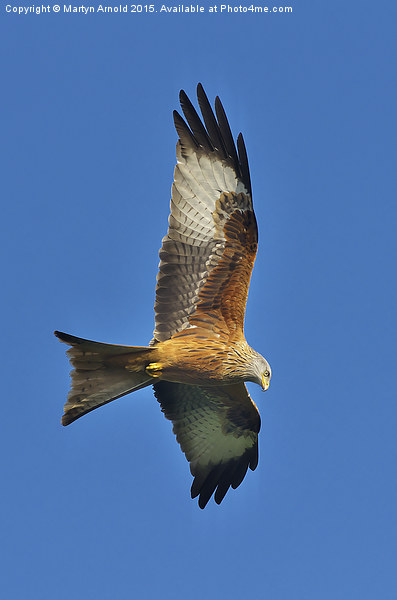 Northamptonshire Red Kite (Milvus Milvus) Picture Board by Martyn Arnold