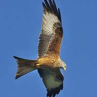 Buy canvas prints of Northamptonshire Red Kite (Milvus Milvus) by Martyn Arnold