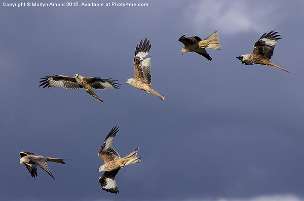  A Sky Full of Red Kites Picture Board by Martyn Arnold