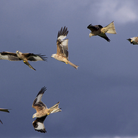 Buy canvas prints of  A Sky Full of Red Kites by Martyn Arnold