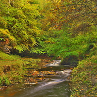 Buy canvas prints of  Hamsterley Forest in Autumn by Martyn Arnold