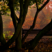Buy canvas prints of  Bench in the Park by Martyn Arnold