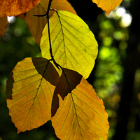 Buy canvas prints of Autumn Beech Leaves by Martyn Arnold