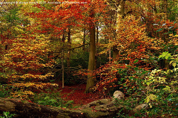  Colours of Autumn Picture Board by Martyn Arnold