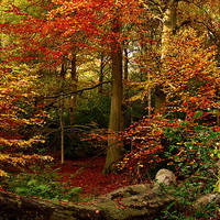 Buy canvas prints of  Colours of Autumn by Martyn Arnold