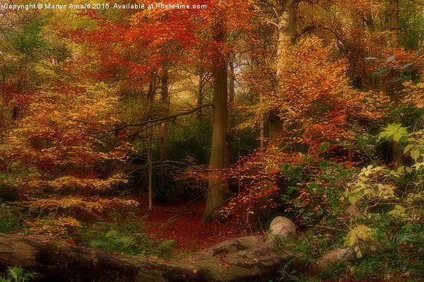  Dreamy Autumn Woodland Colours Picture Board by Martyn Arnold