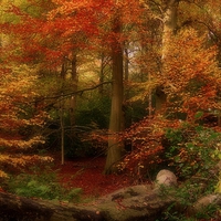 Buy canvas prints of  Dreamy Autumn Woodland Colours by Martyn Arnold