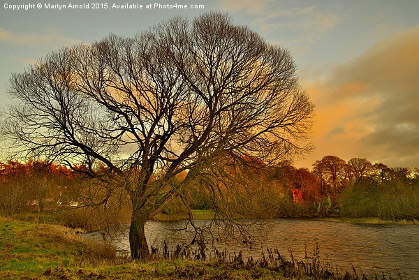  WinterTree on the River Tweed Picture Board by Martyn Arnold