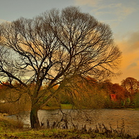 Buy canvas prints of  WinterTree on the River Tweed by Martyn Arnold