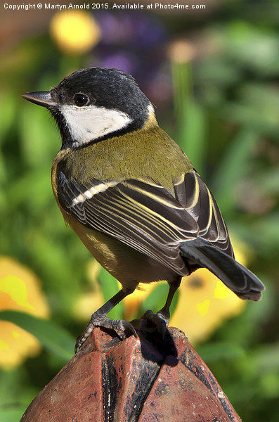  Great Tit ( Parus Major ) Picture Board by Martyn Arnold