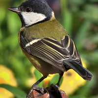 Buy canvas prints of  Great Tit ( Parus Major ) by Martyn Arnold