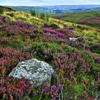 Buy canvas prints of  Heather on the Grouse Moor by Martyn Arnold