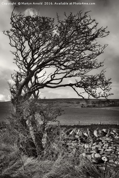 Windswept Winter Tree Picture Board by Martyn Arnold