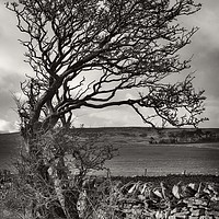 Buy canvas prints of Windswept Winter Tree by Martyn Arnold