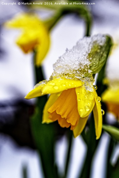 Daffodil in Snow Picture Board by Martyn Arnold
