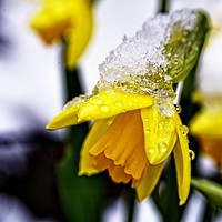 Buy canvas prints of Daffodil in Snow by Martyn Arnold