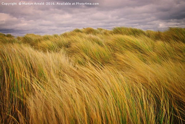 Windswept Grass on the Sand Dunes Picture Board by Martyn Arnold