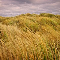 Buy canvas prints of Windswept Grass on the Sand Dunes by Martyn Arnold