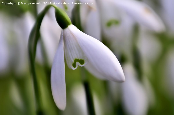 snowdrops Picture Board by Martyn Arnold