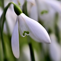Buy canvas prints of snowdrops by Martyn Arnold