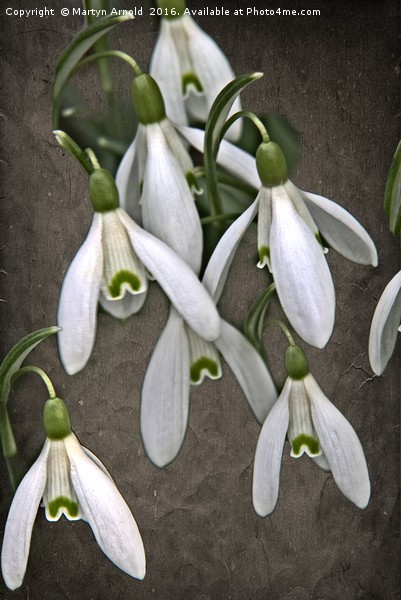 Snowdrop Canvas Picture Board by Martyn Arnold