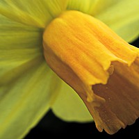 Buy canvas prints of Daffodil - Narcissus Portrait by Martyn Arnold