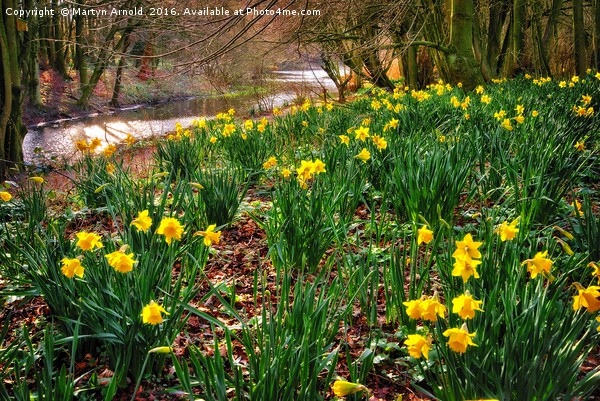 Riverside Daffodils (Narcissus) Picture Board by Martyn Arnold