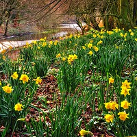 Buy canvas prints of Riverside Daffodils (Narcissus) by Martyn Arnold