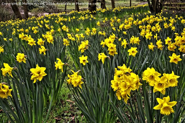 A Host of Golden Daffodils Picture Board by Martyn Arnold