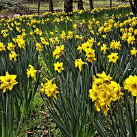 Buy canvas prints of A Host of Golden Daffodils by Martyn Arnold