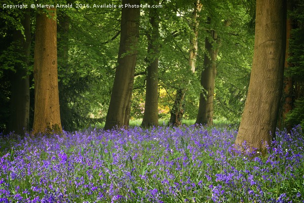 SPRING BLUEBELL WOOD AT THORP PERROW Picture Board by Martyn Arnold
